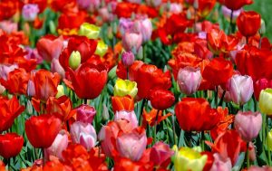 tulips-1321025_1280