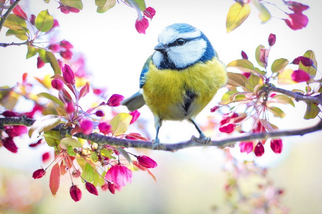 spring-bird Pixabay 2295434Jill Wellington